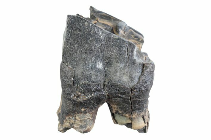 Fossil Woolly Rhino (Coelodonta) Tooth - Siberia #370922
